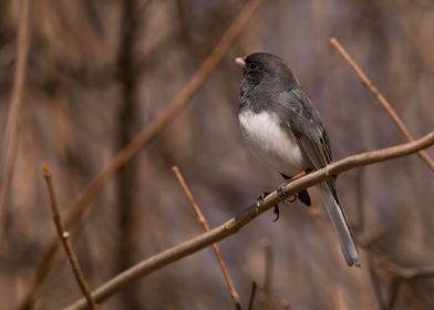 Junco bird looking up