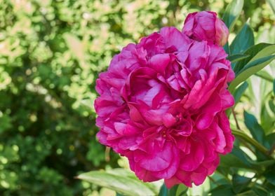 peony in the garden