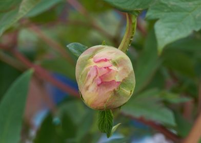 peony in the garden