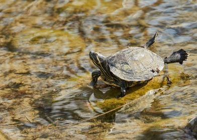 turtle rest on rock at sun