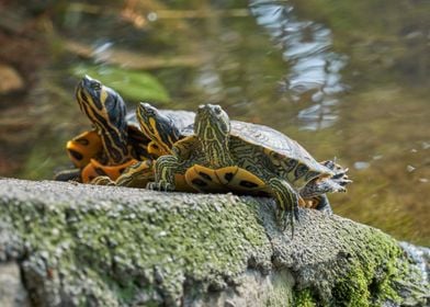 turtle rest on rock at sun