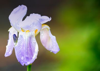 raindrops on the iris 