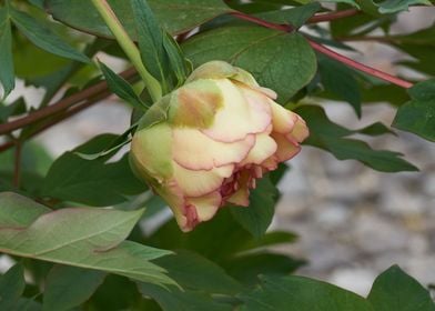 peony in the garden