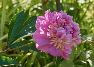 peony in the garden