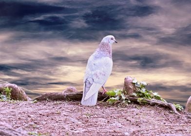 pigeon alone by the lake