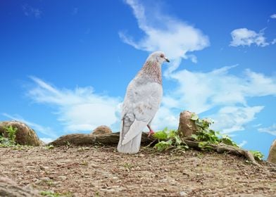 pigeon alone by the lake