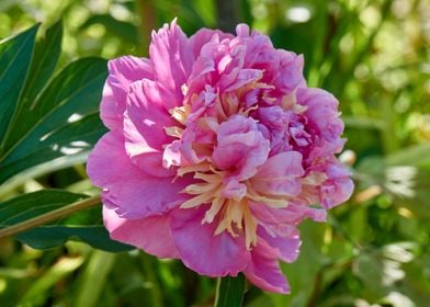 peony in the garden