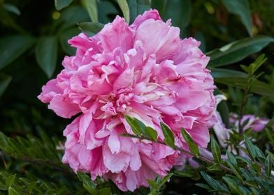 peony in the garden