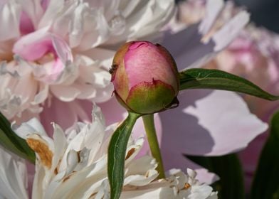 peony in the garden