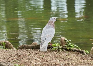 pigeon alone by the lake