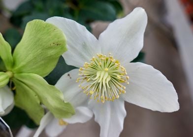 flower in the garden