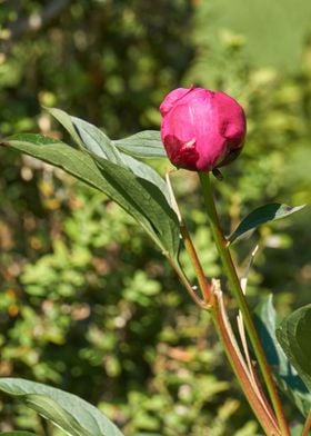 peony in the garden