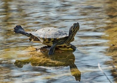 turtle rest on rock at sun