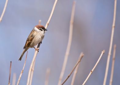 Eurasian tree sparrow 