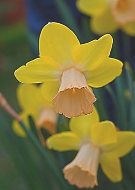 narcissus in the garden