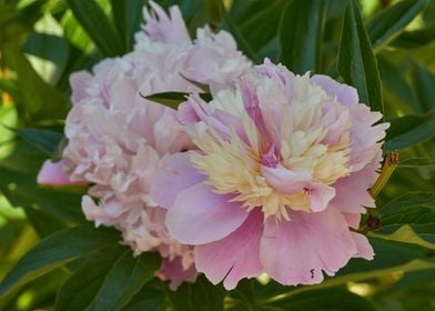 peony in the garden