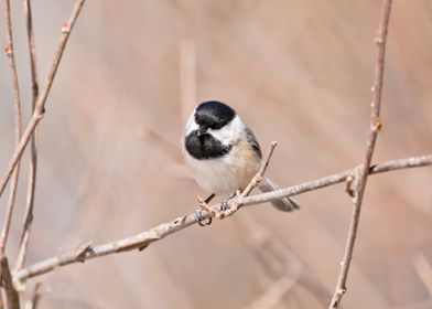 Curious chickadee closeup