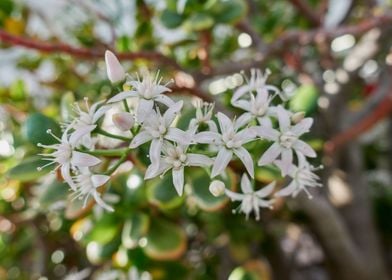 flower in the garden