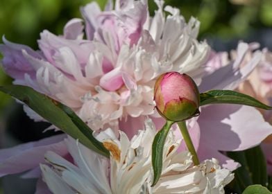 peony in the garden