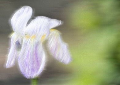 raindrops on the iris 