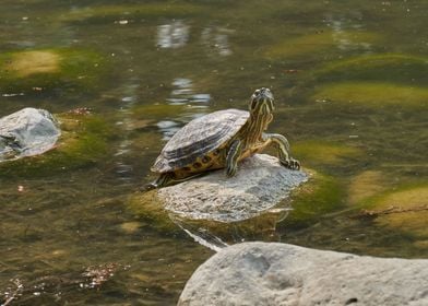 turtle rest on rock at sun