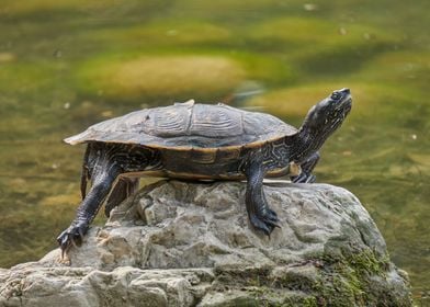 turtle rest on rock at sun