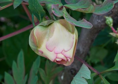 peony in the garden