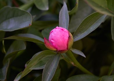 peony in the garden