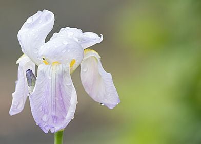 raindrops on the iris 