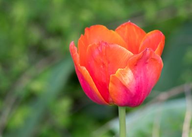 tulip in bloom