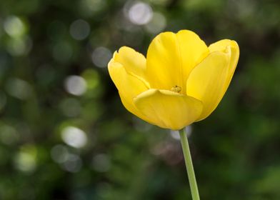 tulip in bloom 