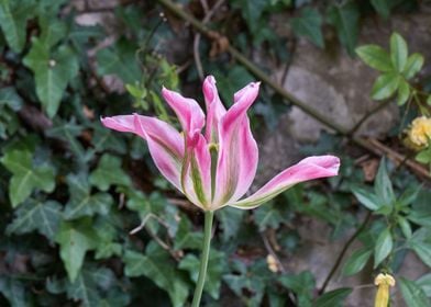 tulip in bloom 