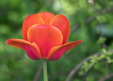 tulip in bloom 