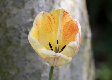 tulip in bloom