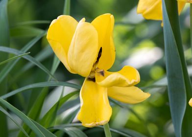 tulip in bloom