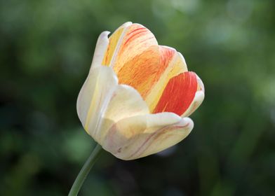 tulip in bloom 