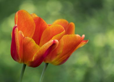 tulip in bloom 