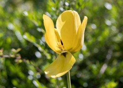 tulip in bloom