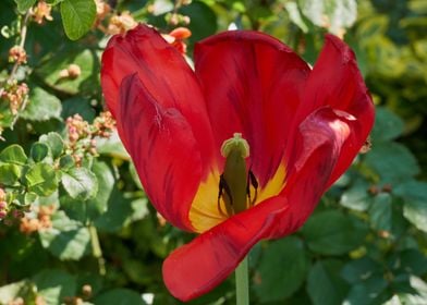 tulip in bloom 