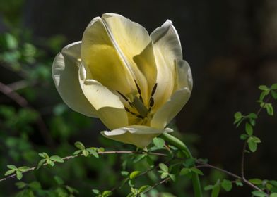 tulip in bloom 