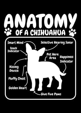 Chihuahua Dog Anatomy