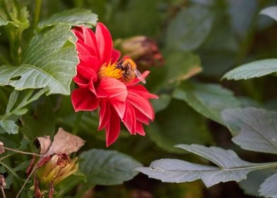 red dahlia in the garden