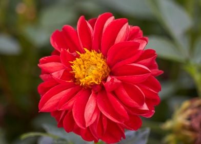 red dahlia in the garden