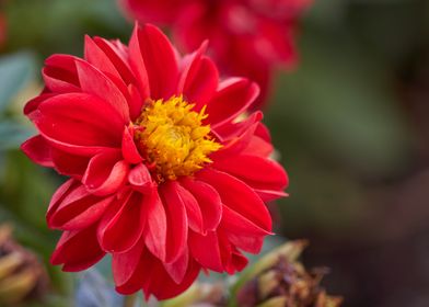 red dahlia in the garden