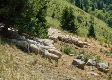 Sheep grazing on the steep