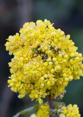 yellow mahonia flower