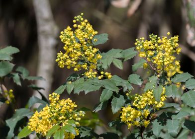 yellow mahonia flower