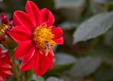 red dahlia in the garden