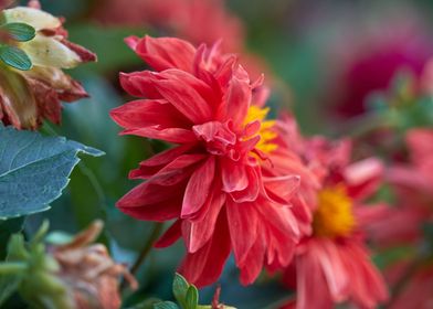 red dahlia in the garden