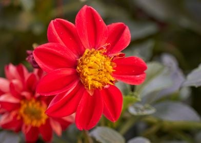 red dahlia in the garden